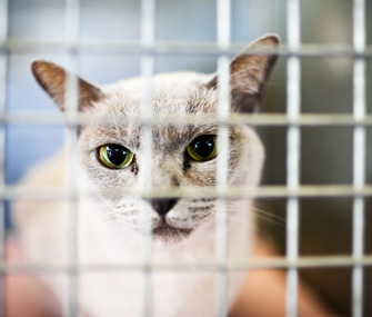 怎么在收容所找到完美的猫？